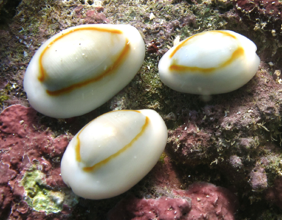  Monetaria annulus (Gold Ring Cowry)